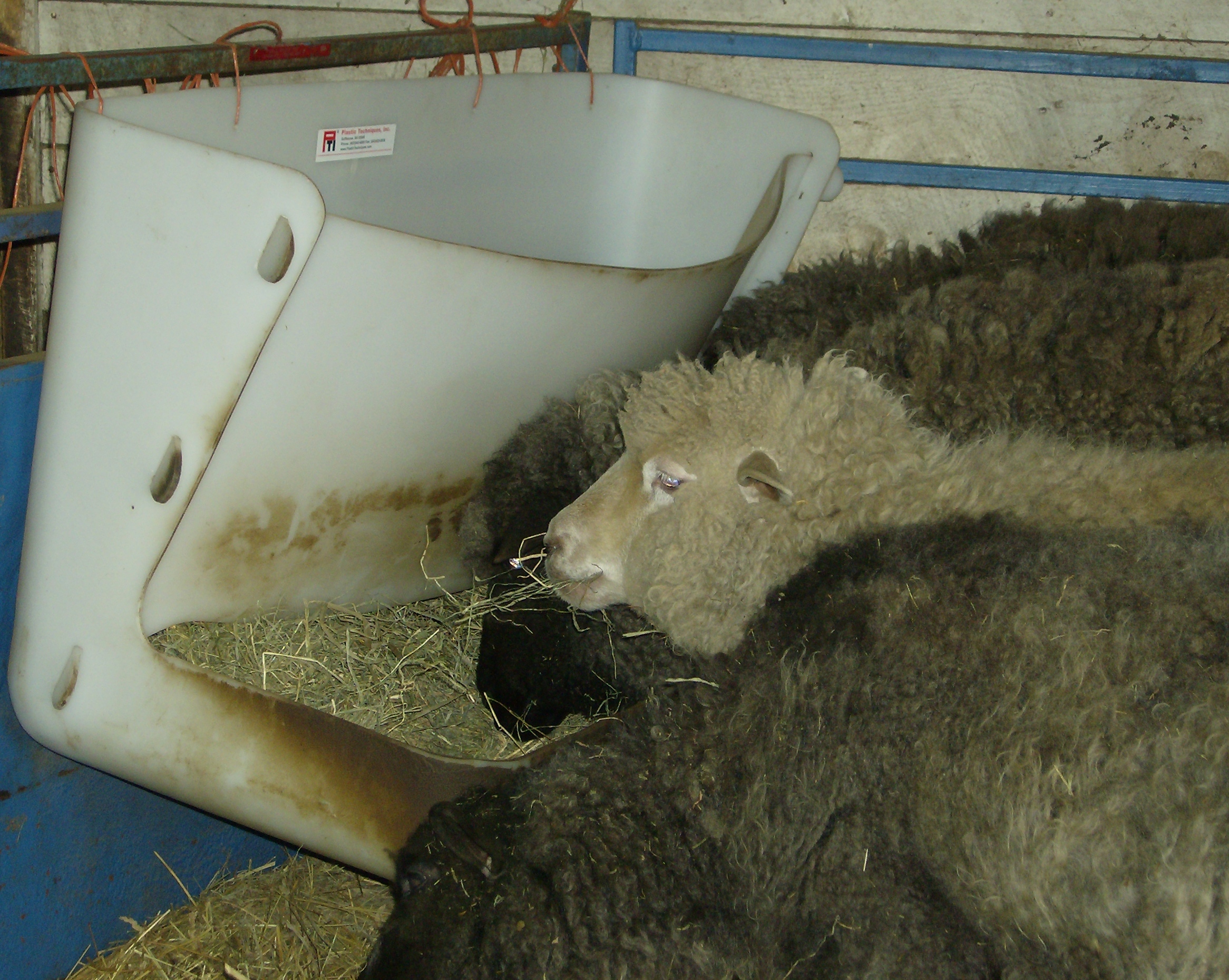 sheepfeeder.jpg